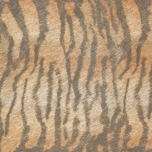 Tiger, 45×45